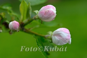 Květ jabloně