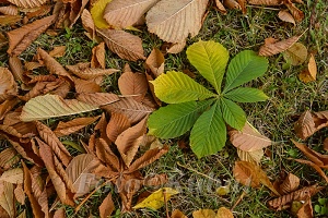 Listí